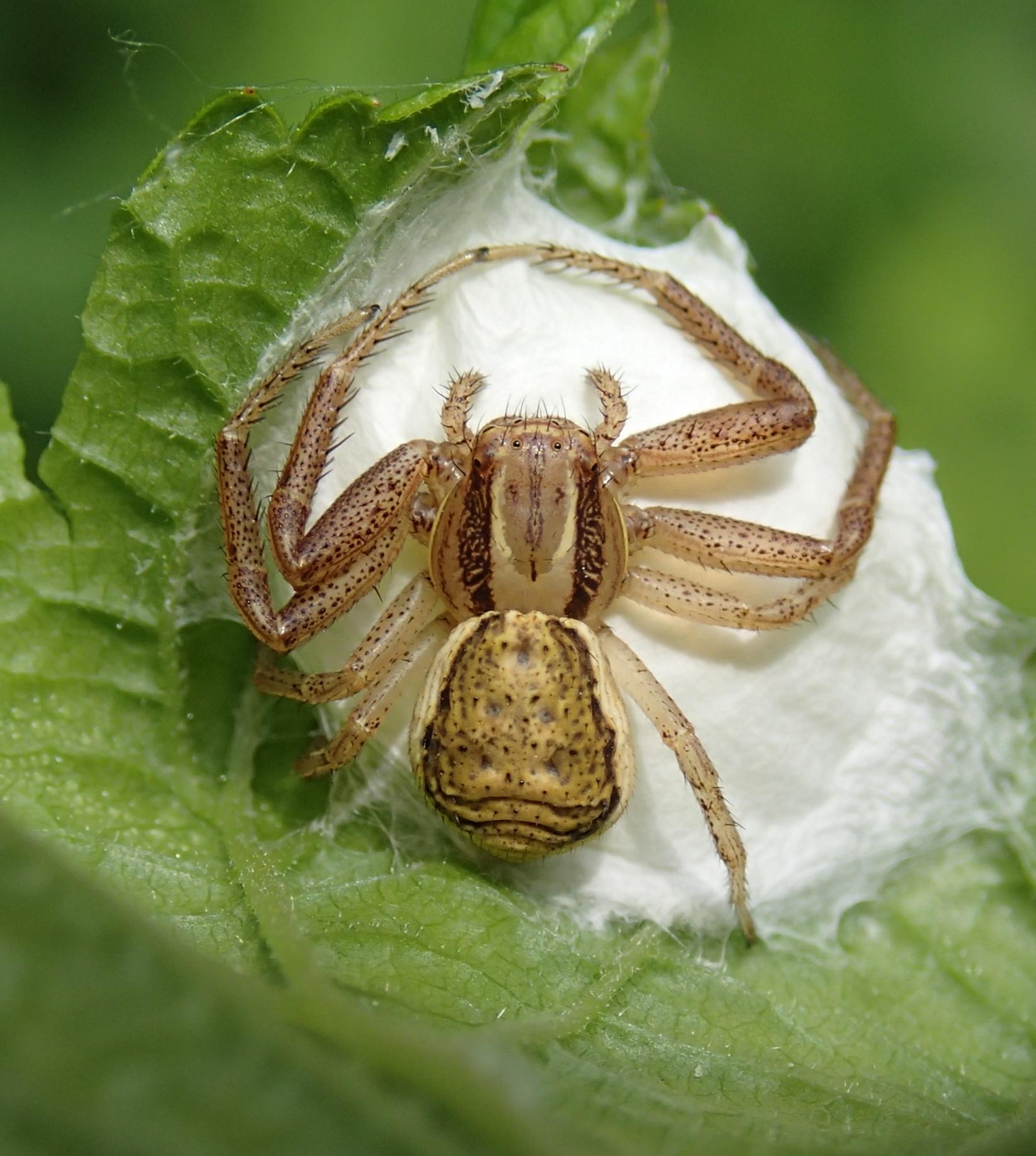 xysticus ulmi con ovisacco Lughignano (TV)